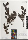 Foto von Salix mielichhoferi Saut. x Salix myrsinifolia Salisb.